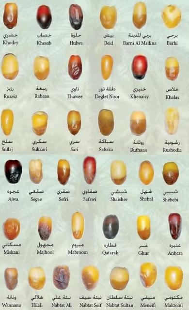 Date Palm Famous Varieties Saudi Arabia jpg